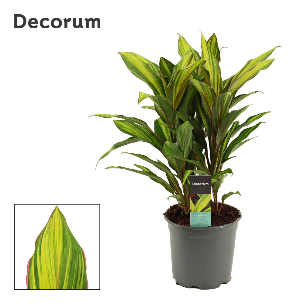 Cordyline Kiwi Toef 19 cm (Decorum).