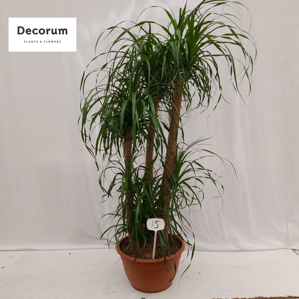 Beaucarnea vertakt op nummer 15.