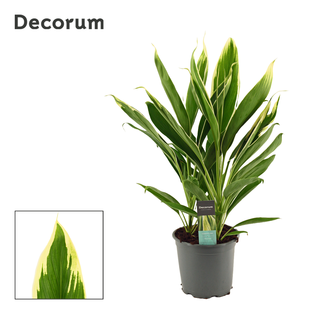 Cordyline New Conga Toef 19 cm (Decorum).