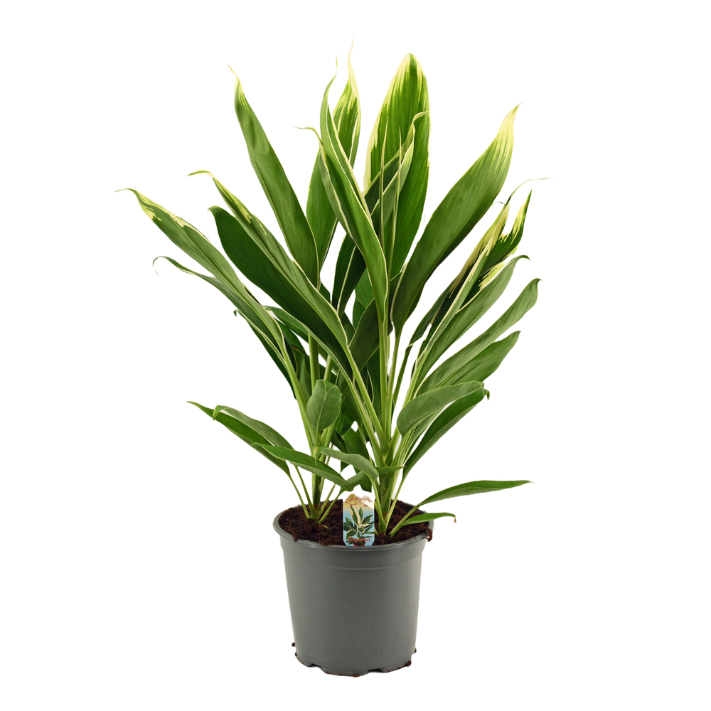 Cordyline New Conga Toef 19 cm.