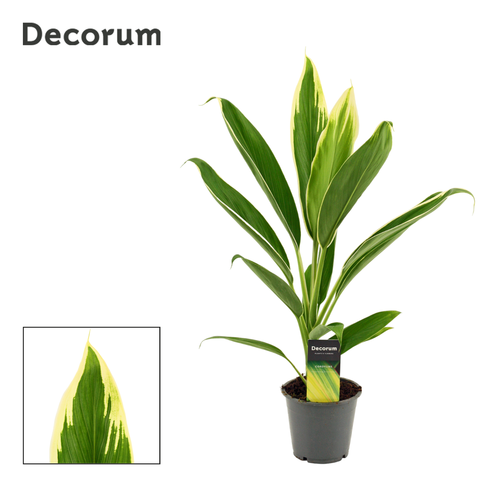 Cordyline New Conga 12 cm ( Decorum ).