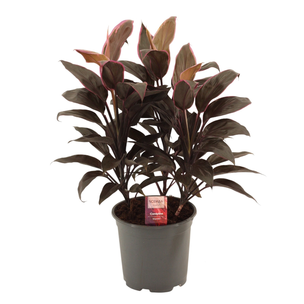 Cordyline Mambo Toef 19 cm.