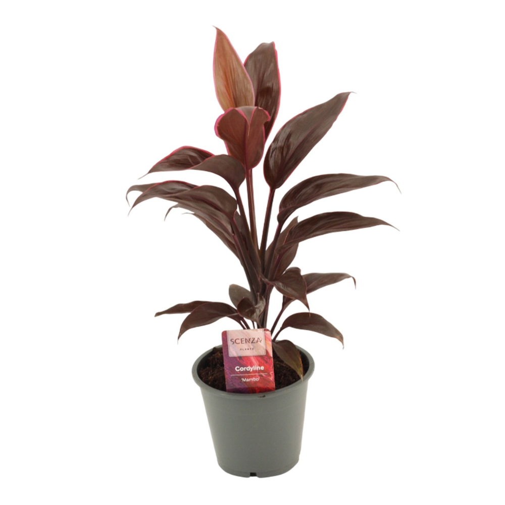 Cordyline Mambo 12 cm.