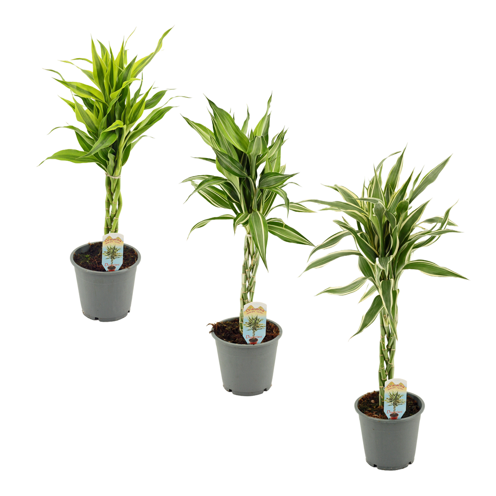 Dracaena Sanderiana vlecht mix 12 cm.