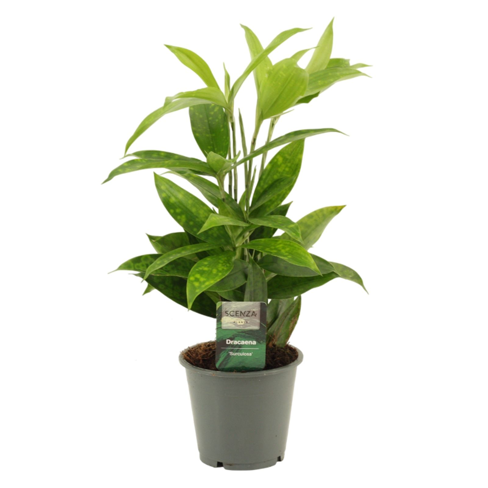 Dracaena Surculosa 12 cm.