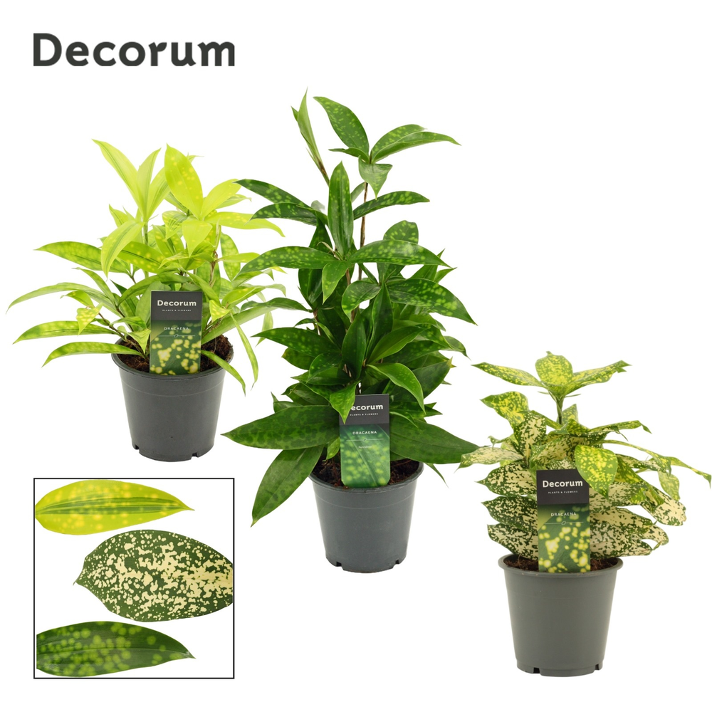 Dracaena mix 12 cm (Decorum).
