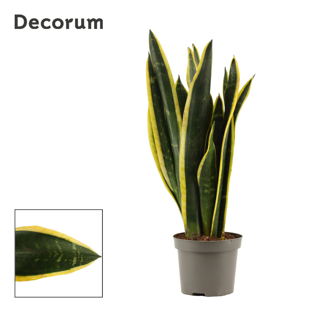 Sansevieria Black Gold 9 cm (Decorum).