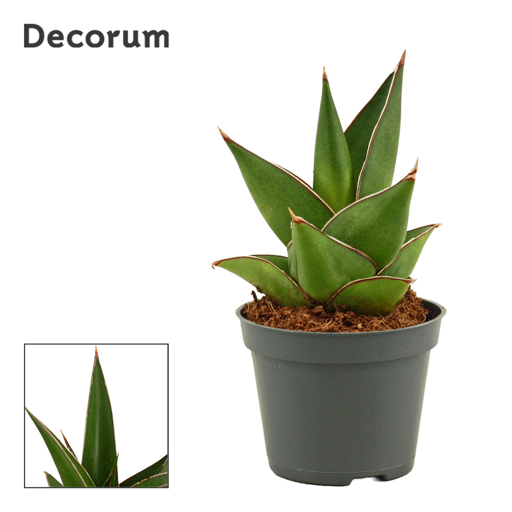 Sansevieria Abbey crown 6 cm (Decorum).