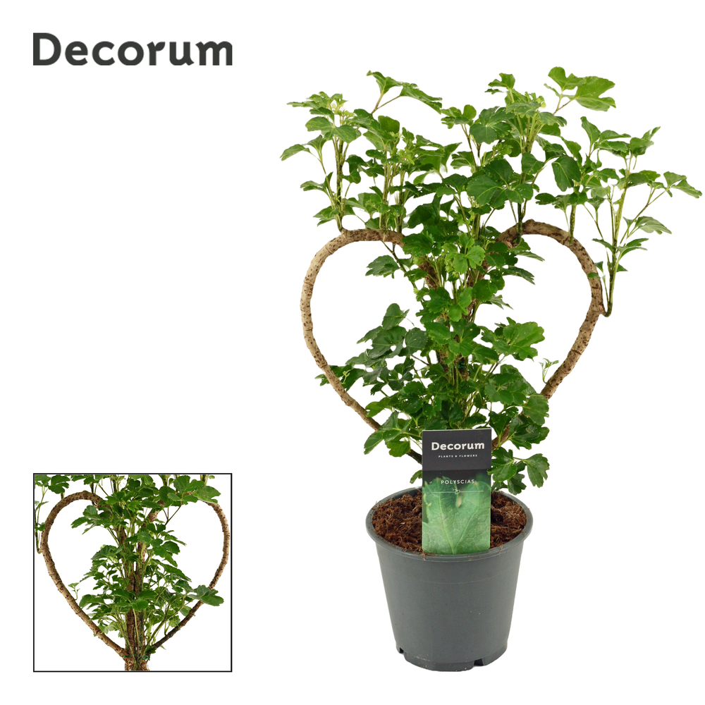 Polyscias Hart 12 cm (Decorum).