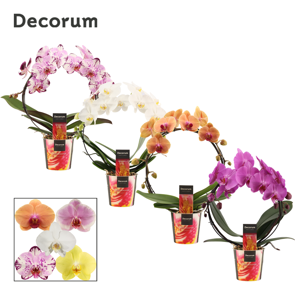 Phalaenopsis boog mix (Decorum).