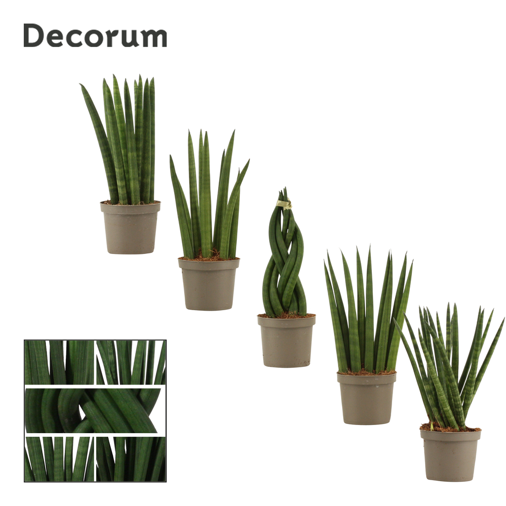 Sansevieria Cylindrica 9 cm mix (Decorum).