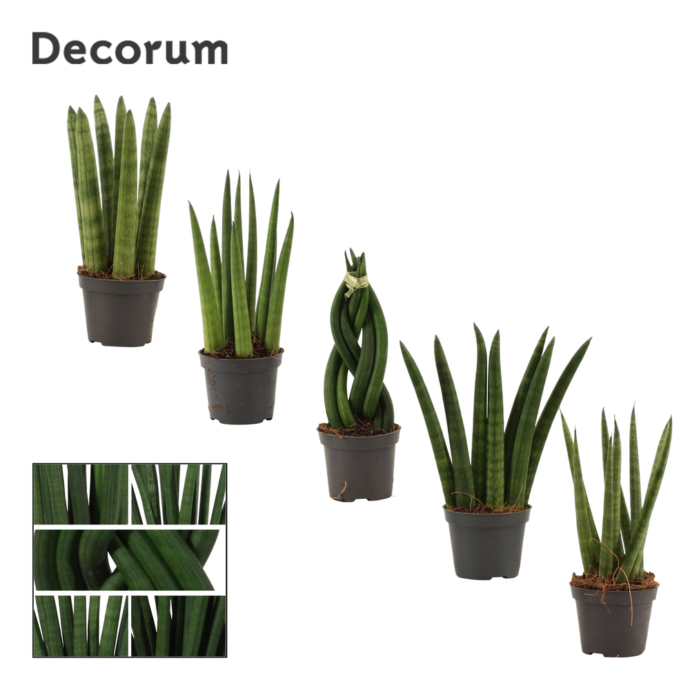 Sansevieria Cylindrica 6 cm mix (Decorum).