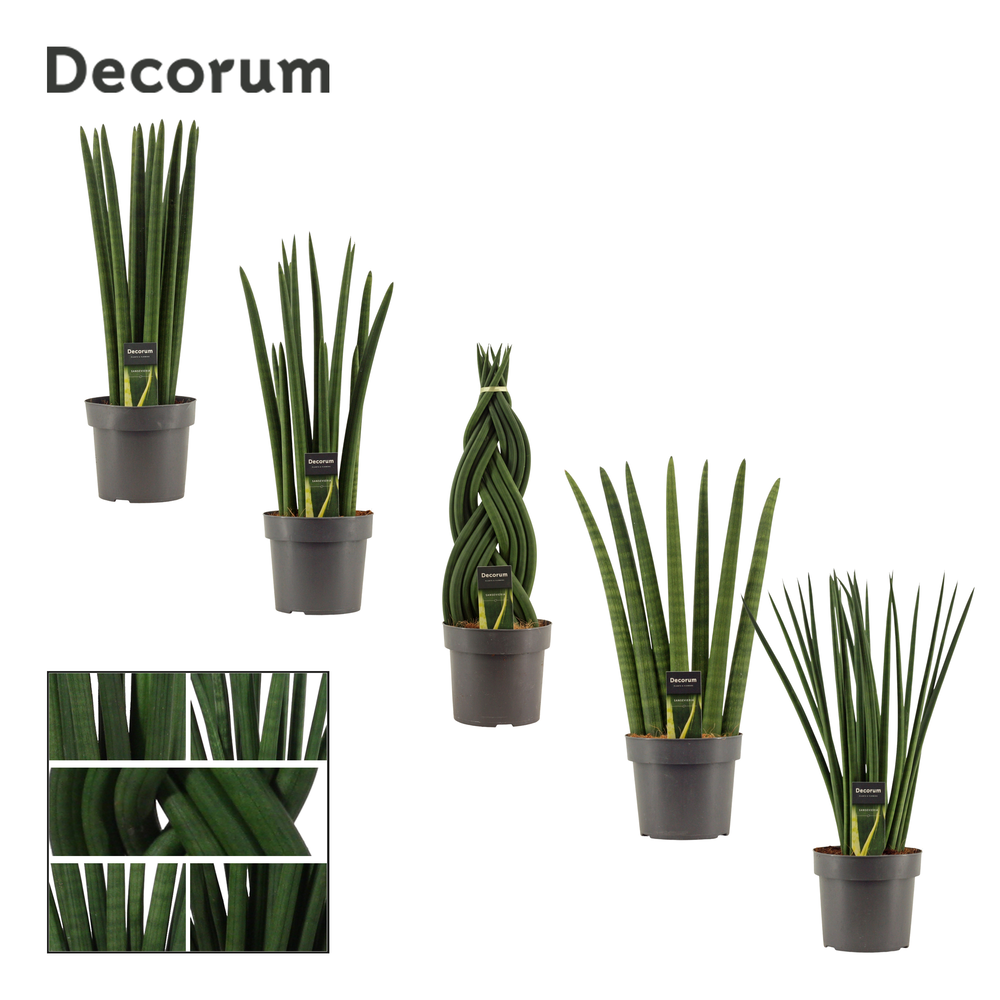 Sansevieria Cylindrica 17 cm mix (Decorum).