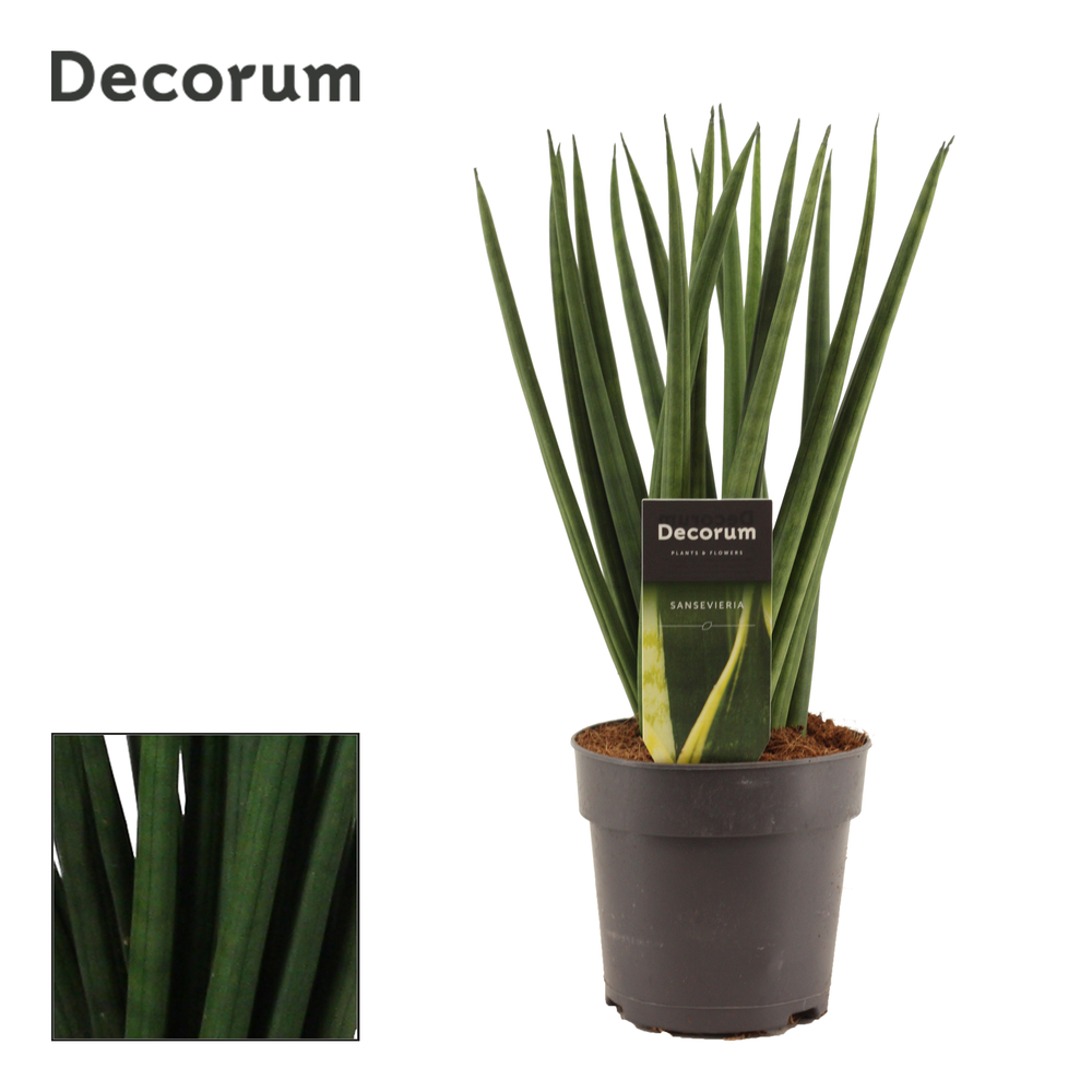 Sansevieria Cylindrica 12 cm Spaghetti (Decorum).