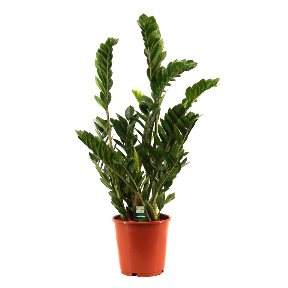 Zamioculcas 24 cm.