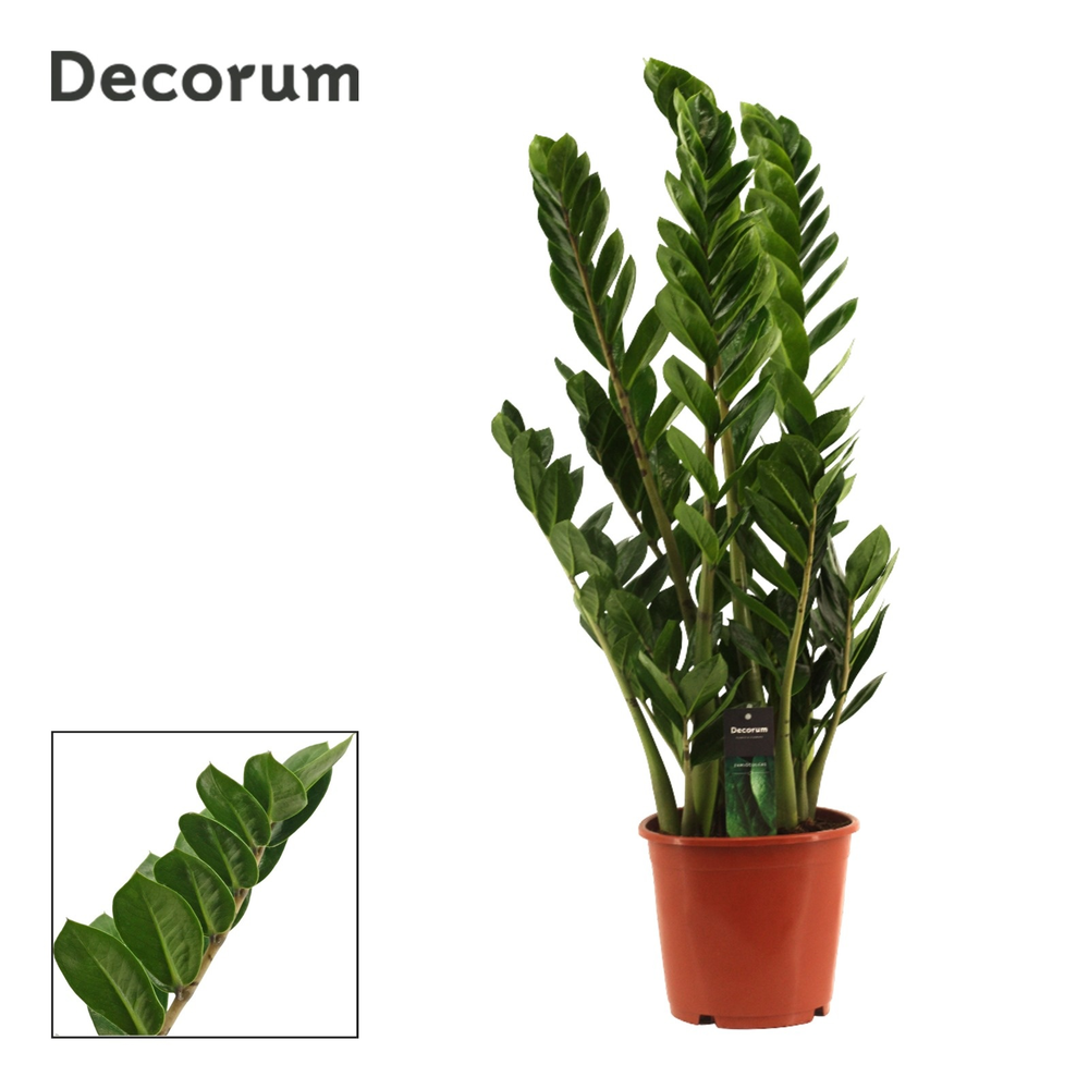 Zamioculcas 21 cm (Decorum).