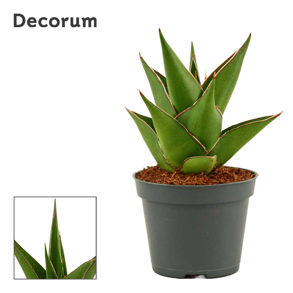 Sansevieria Temple crown 6 cm (Decorum).