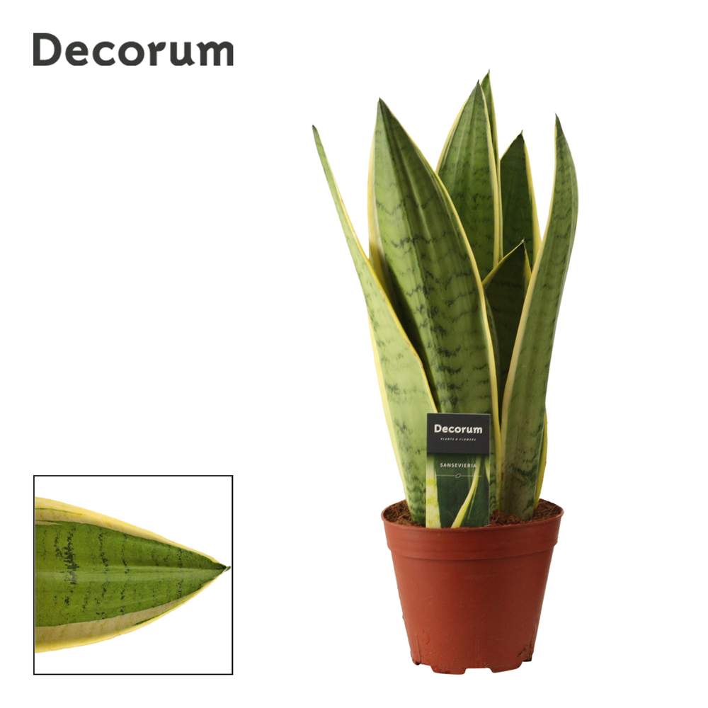 Sansevieria White Snow 14 cm (Decorum).