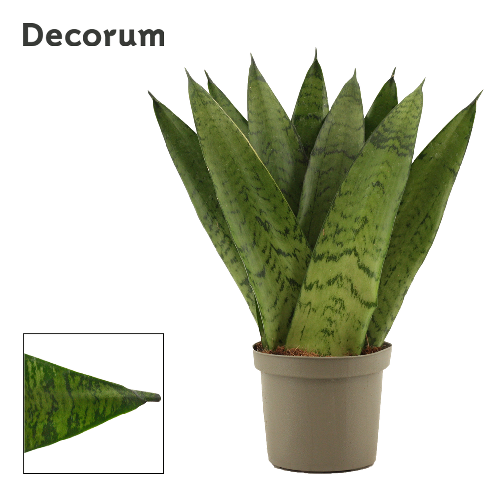 Sansevieria Zeylanica Fan 9 cm (Decorum).
