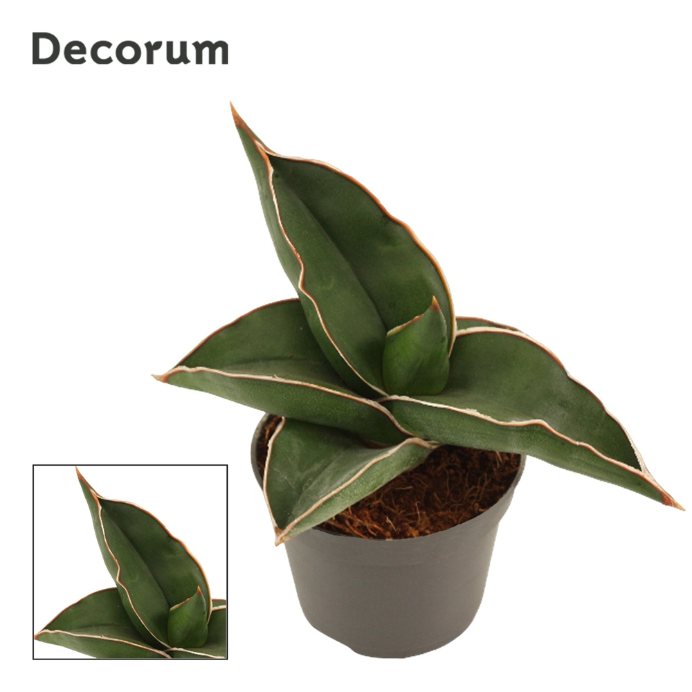 Sansevieria Samurai 6 cm (Decorum).