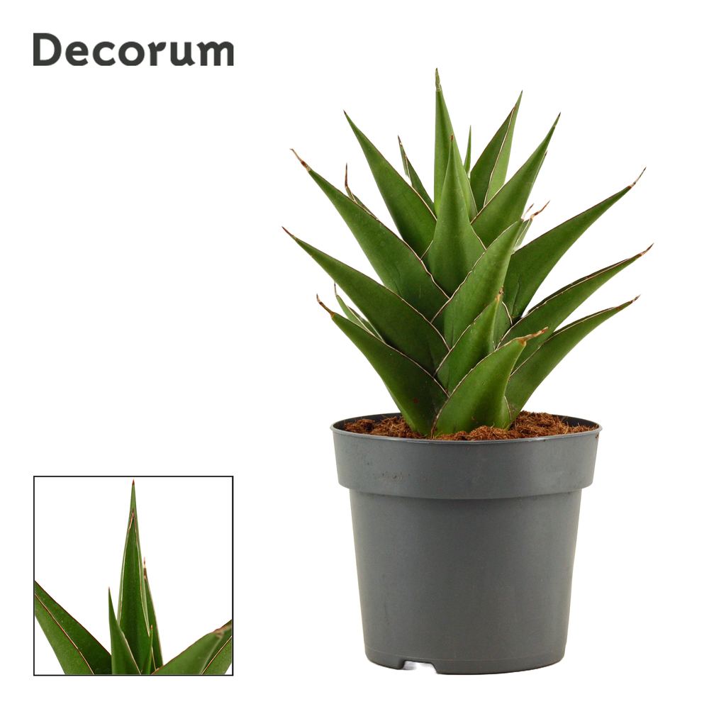 Sansevieria Temple crown 14 cm (Decorum).