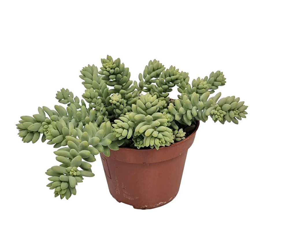 Sedum Burrito.