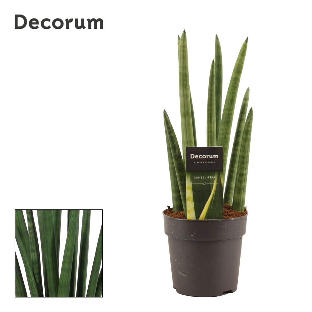 Sansevieria Cylindrica 12 cm Rocket(Decorum).