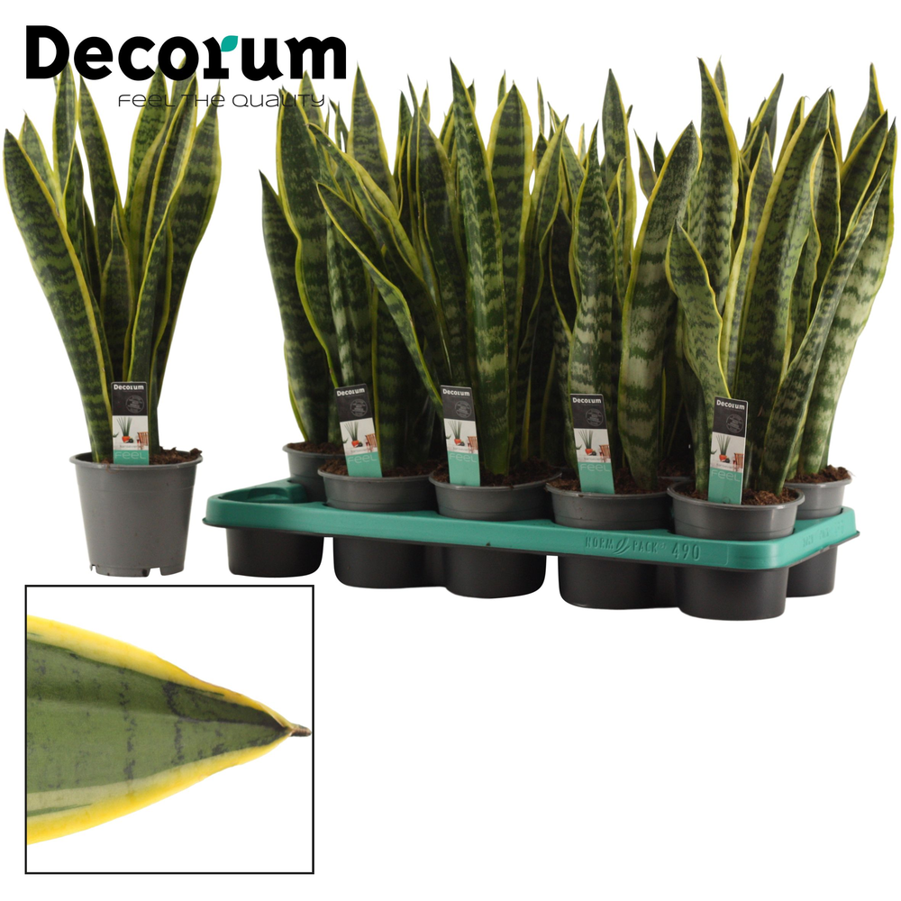 Sansevieria Laurentii 12 cm (Decorum).
