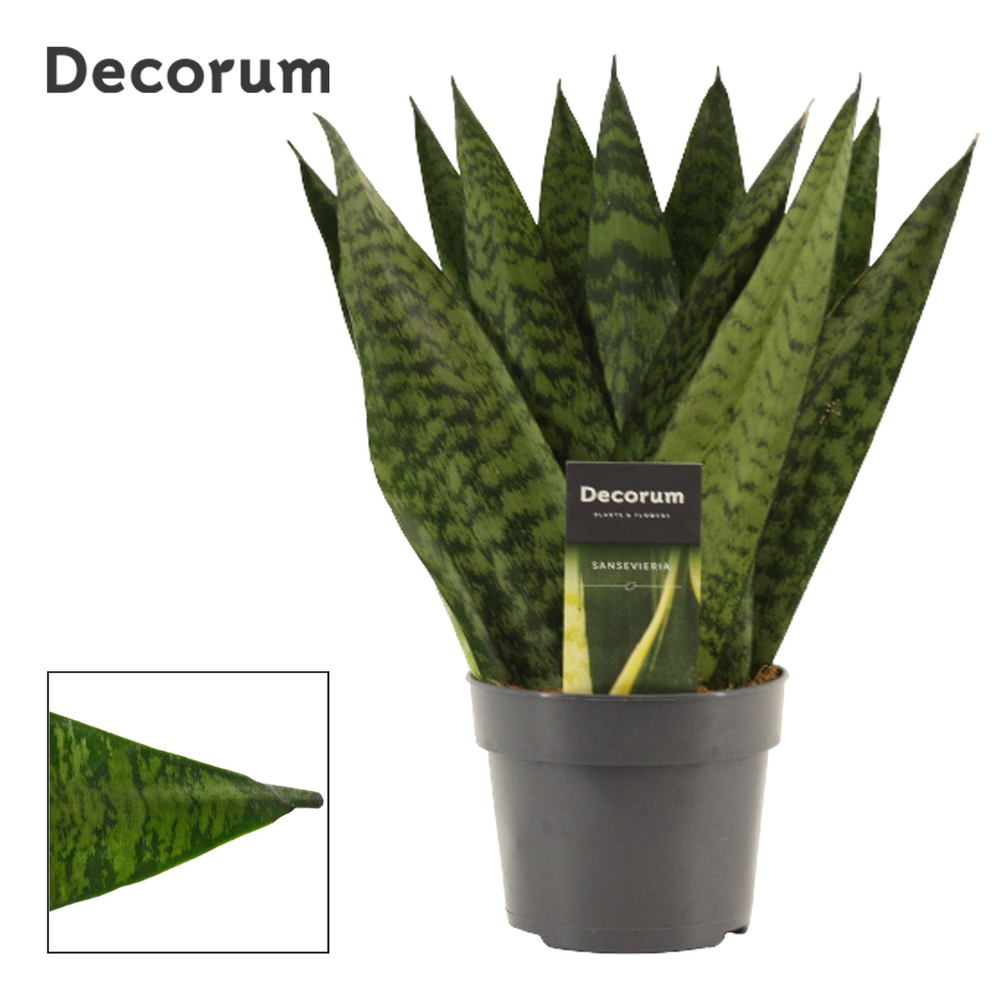 Sansevieria Zeylanica Fan 12 cm (Decorum).