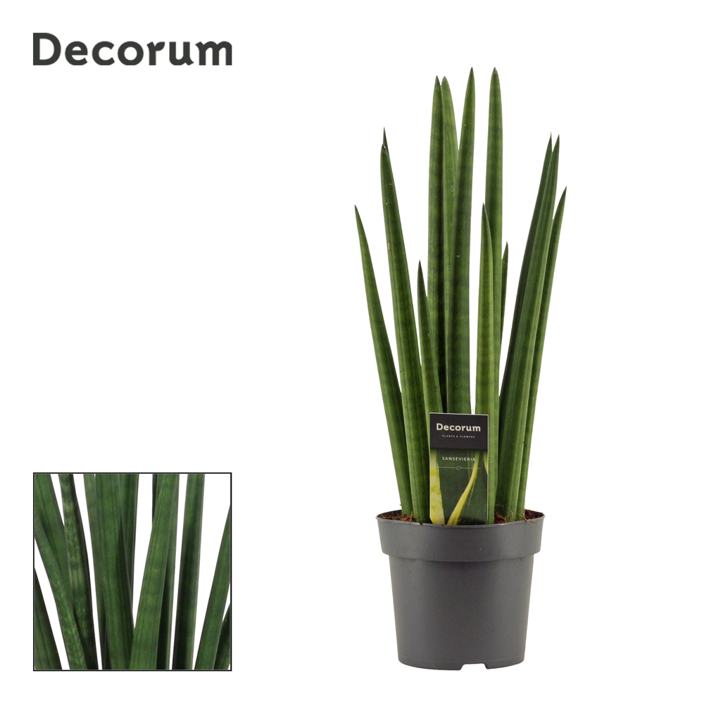 Sansevieria Cylindrica 14 cm Rocket (Decorum).