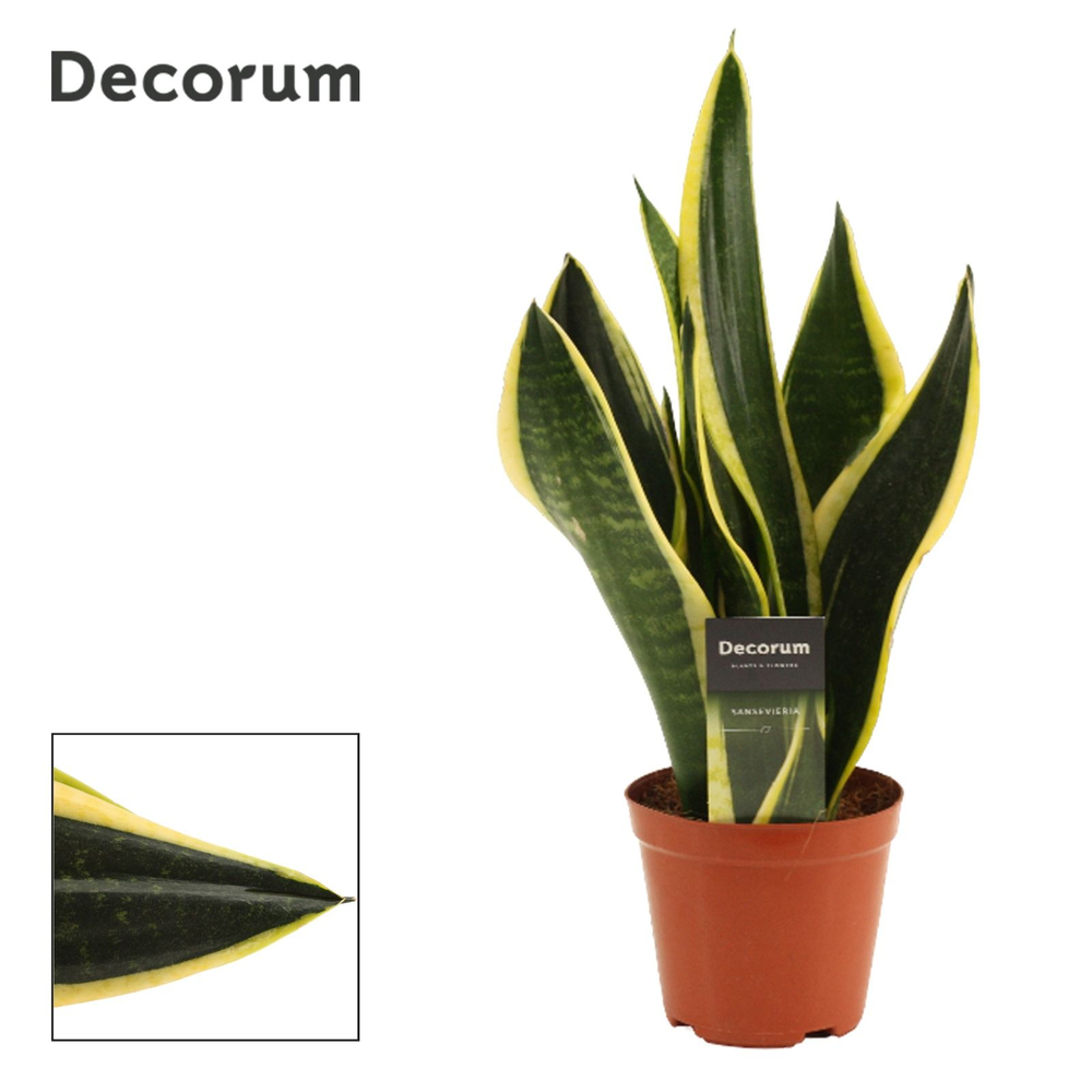 Sansevieria Night Shade 12 cm (Decorum).