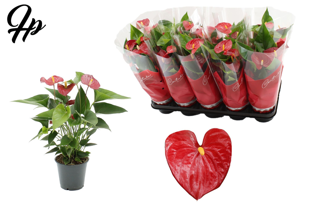 Anthurium Micra in Couture sleeve.