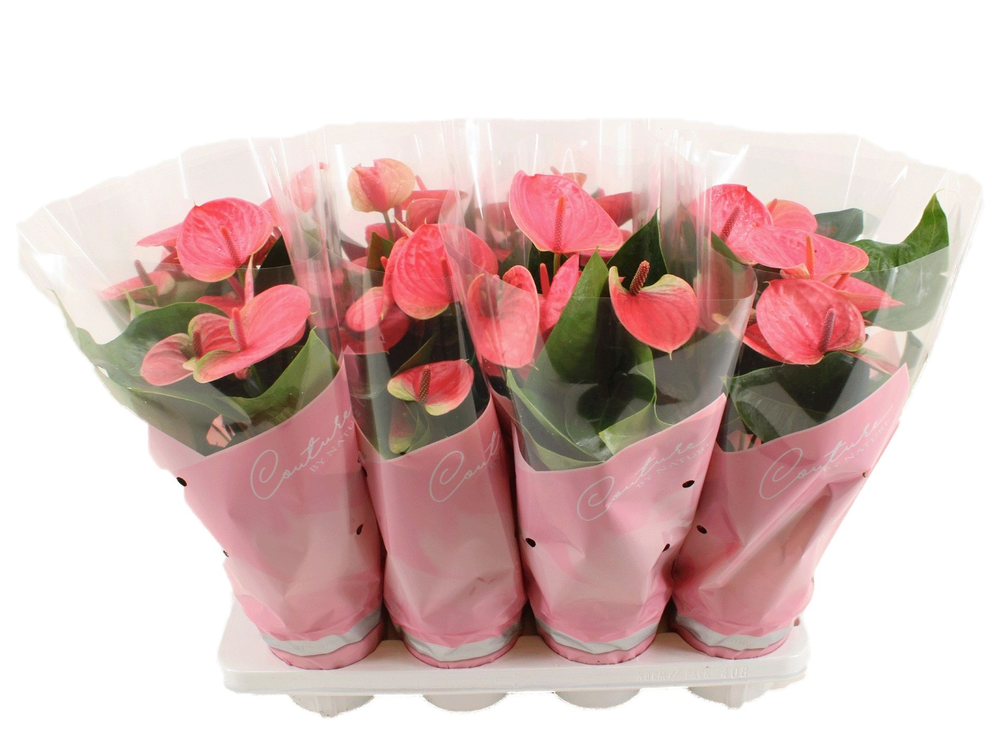 Anthurium Sweet Dream in Couture sleeve.