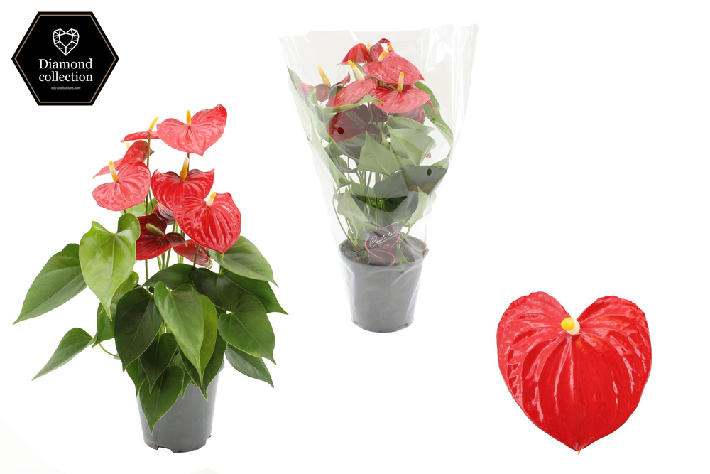 Anthurium Esudo 14 cm - Diamond Etiket - Blanco Ho.