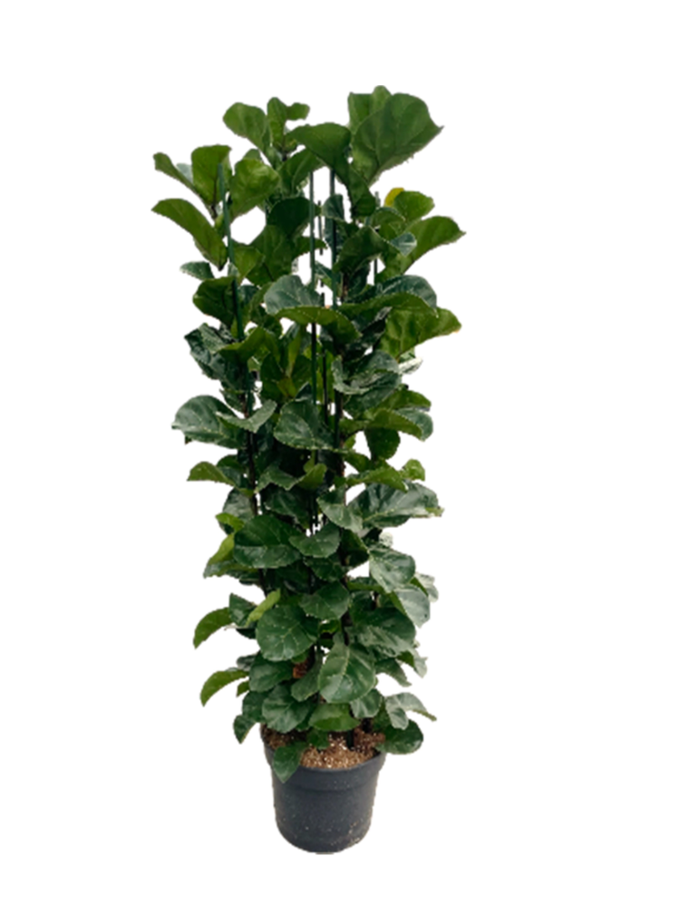 Ficus lyrata "Bambino" p38 6pp 180+cm.