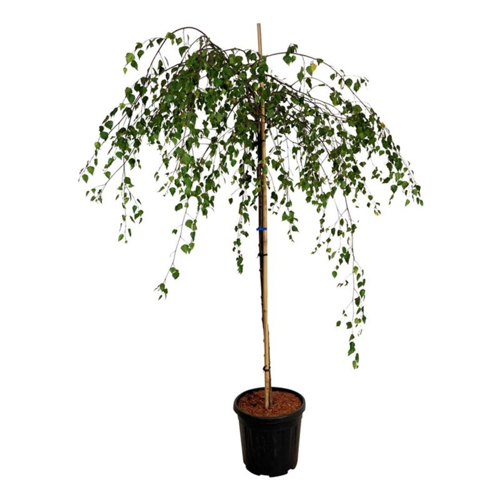 Betula utilis 'Youngii'.