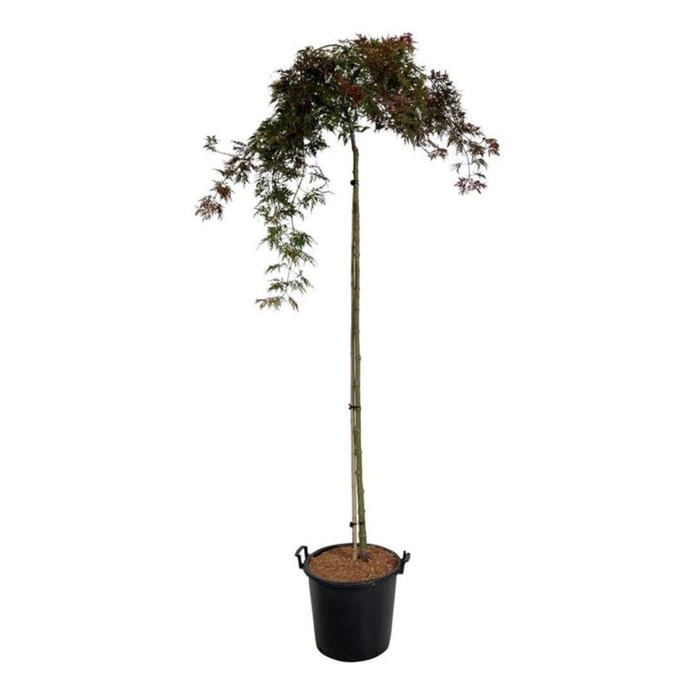 Acer pal. 'Orangeola'.
