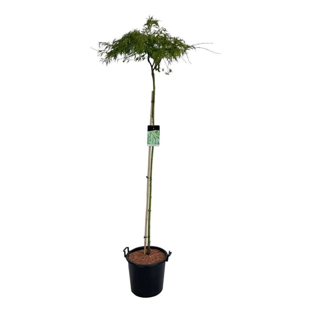 Acer pal. 'Dissectum'.