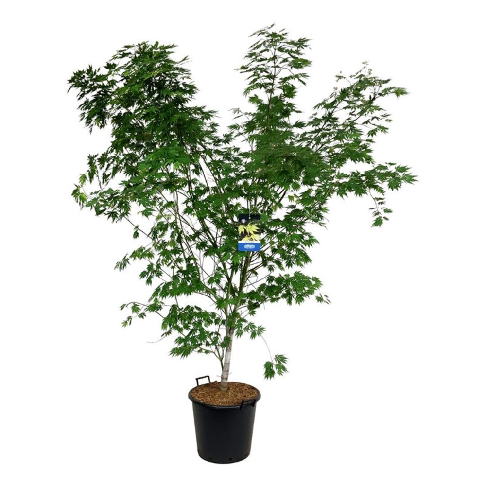 Acer Arctic Jade ®.