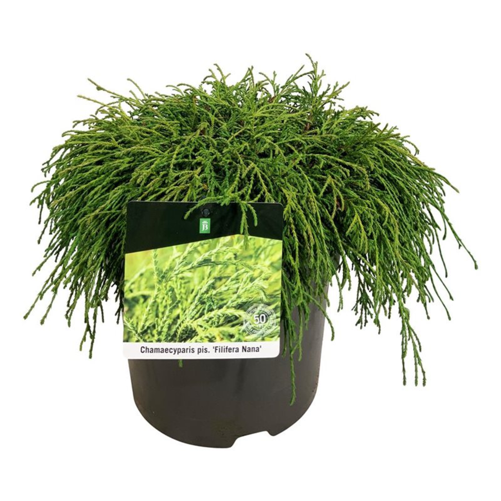 Chamaecyparis p. 'Filifera Nana'.