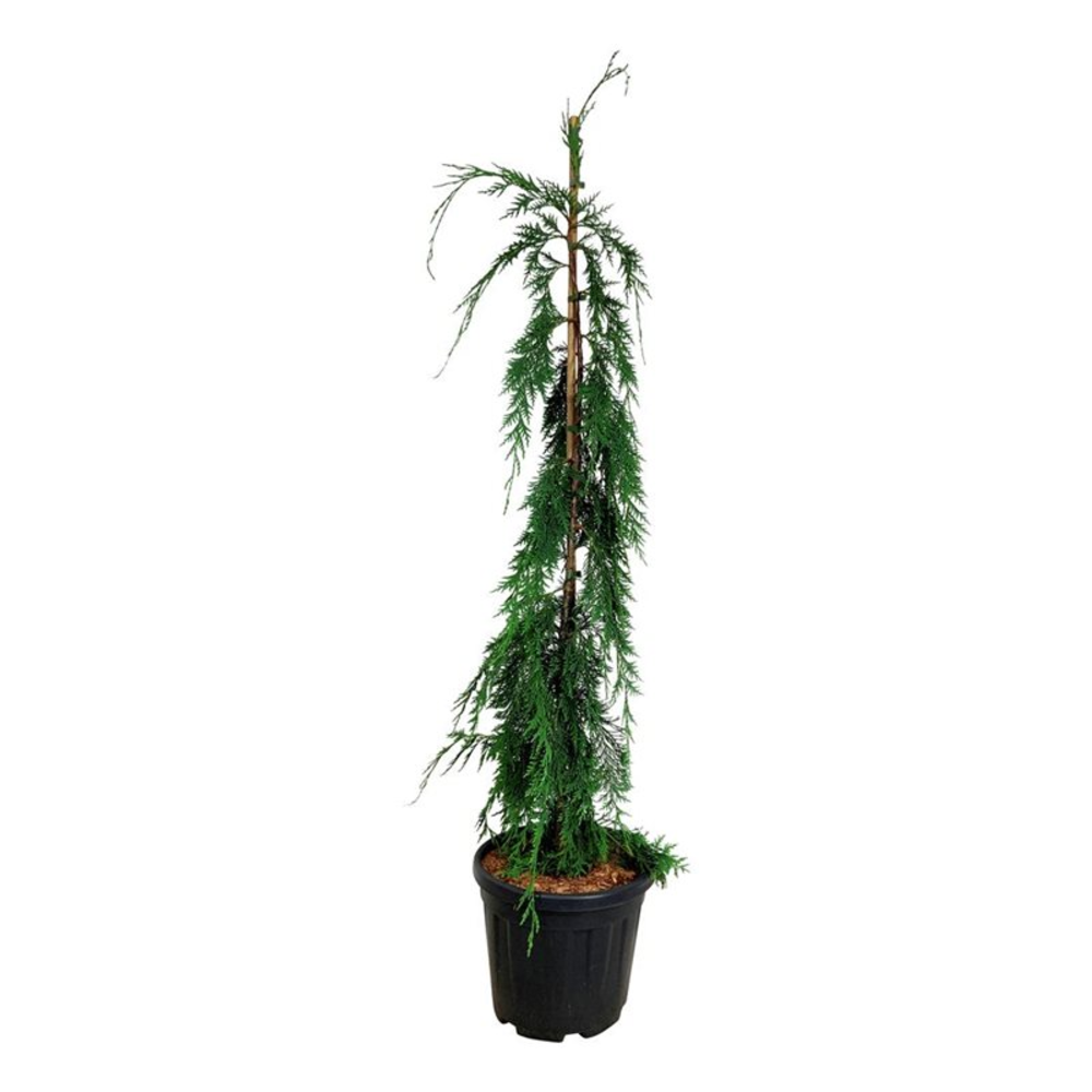 Chamaecyparis n. 'Moonshot'.