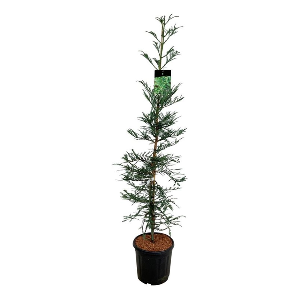 Sequoia sempervirens 'Xeno'.