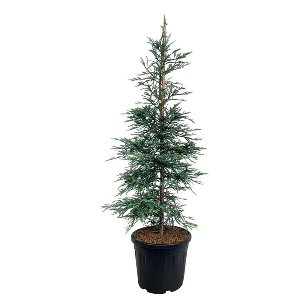 Sequoia semp. 'Steel Blue'.