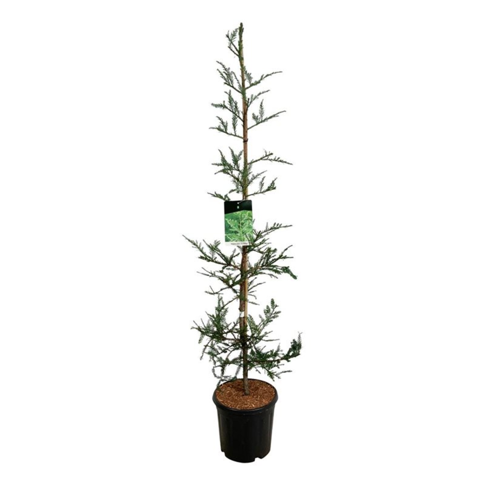 Sequoia s. 'Illa Martin'.