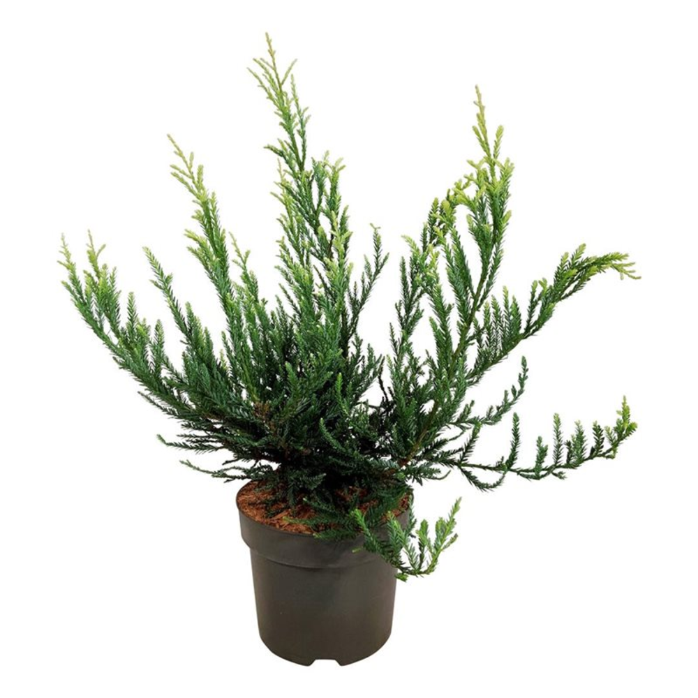 Sequoia sempervirens 'Adpressa'.