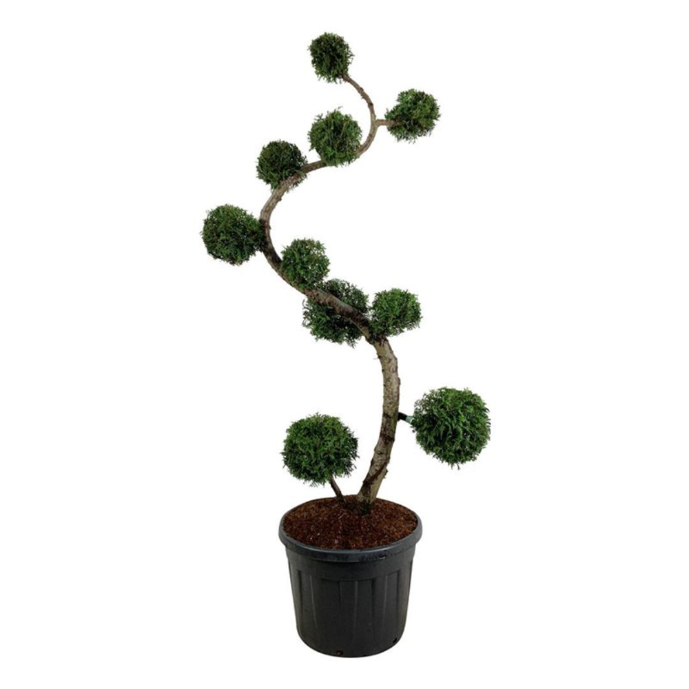 Thuja occ. 'Brabant'.