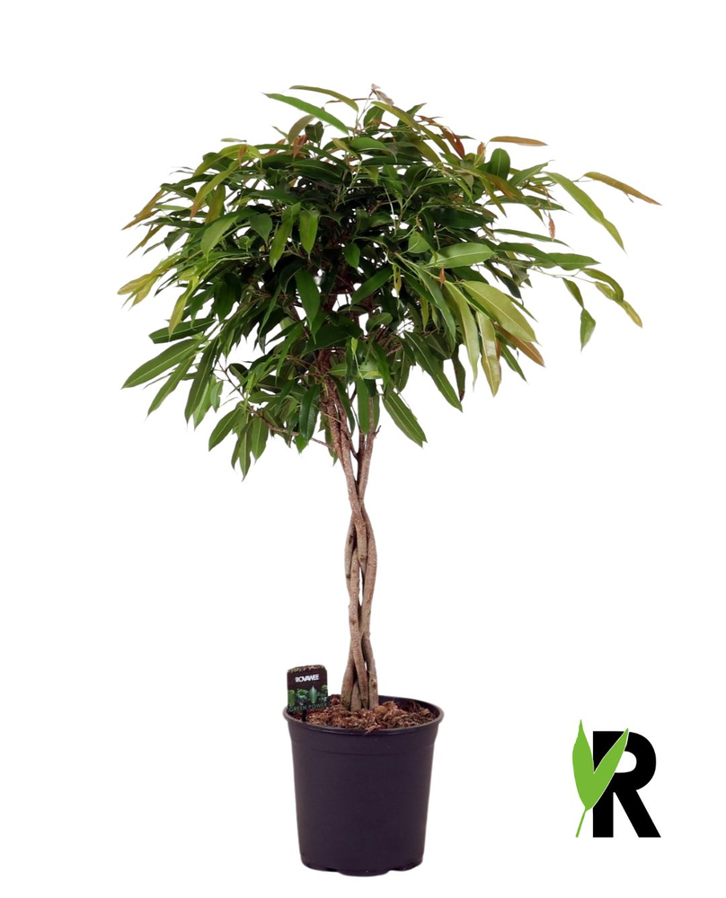 Ficus binnendijkii Amstel King gevlochten stam.