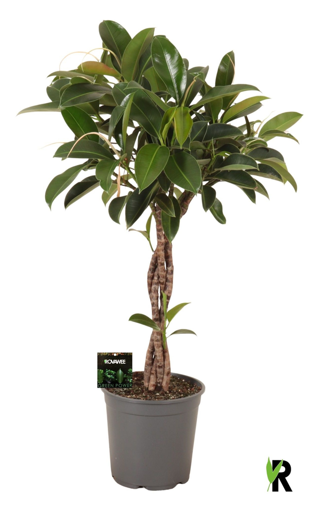 Ficus elast. Melany gevlochten stam.