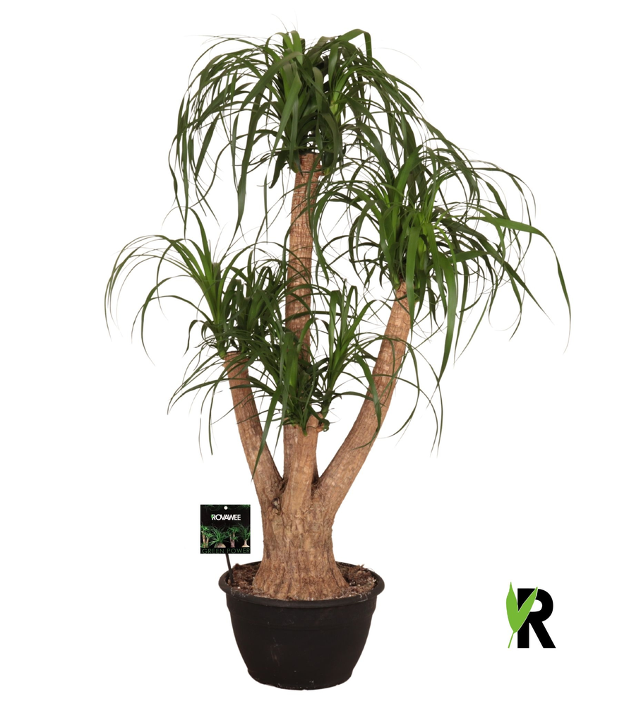 Beaucarnea rec. vertakt.