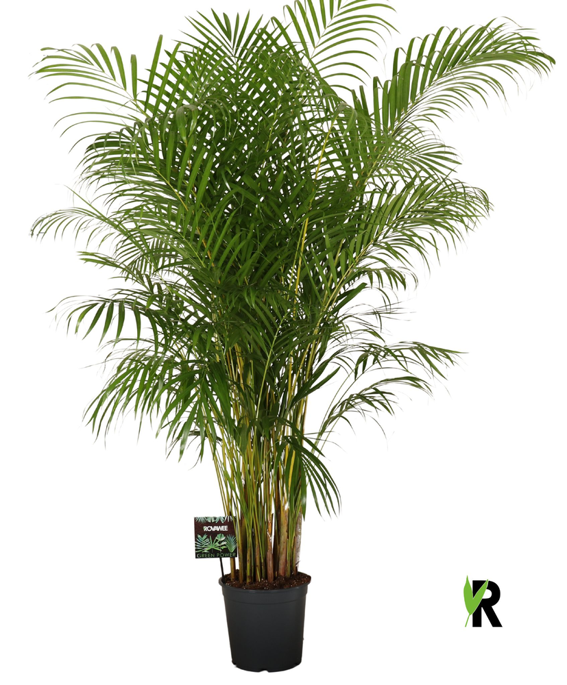Dypsis lutescens.